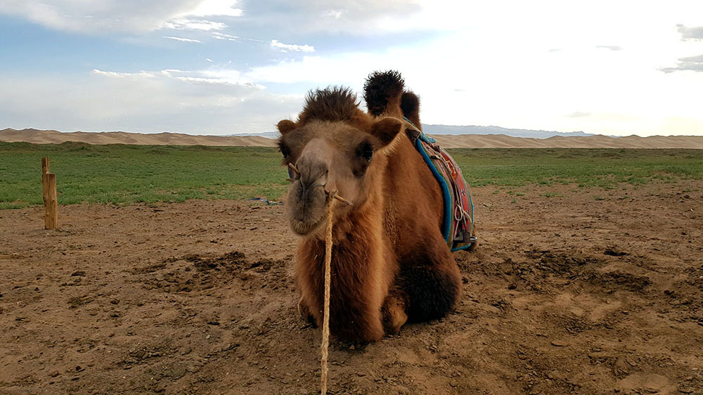 liegendes Kamel in der Mongolei