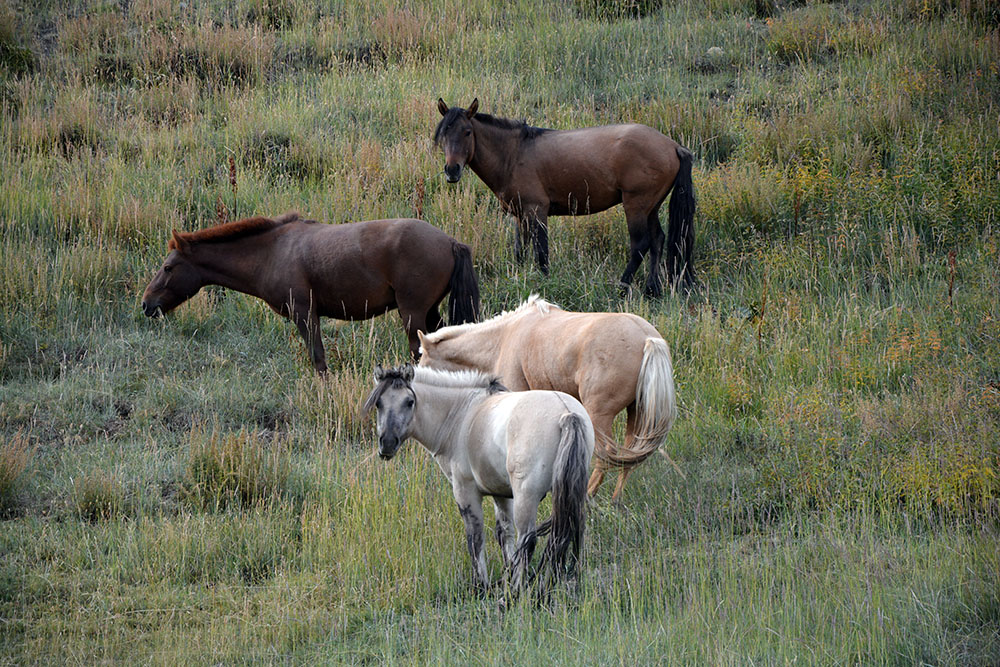 Pferde im Ice Valley in der Mongolei