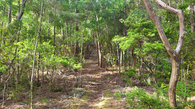 Unverwunschener Wald