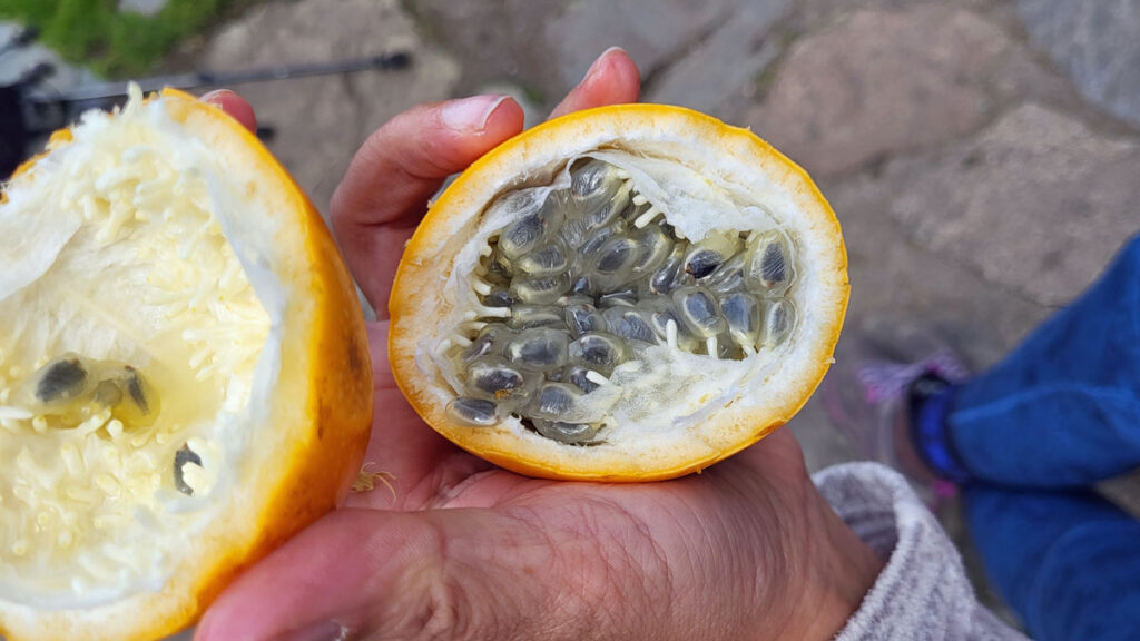 Als kleinen Snack vor dem Mittagessen aß ich diese Granadilla, die wir nach dem Frühstück als Proviant bekommen hatten